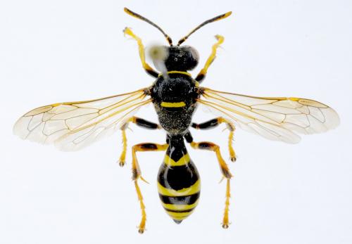 Gorytes quinquecinctus